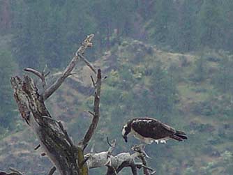 Picture of osprey eating fish