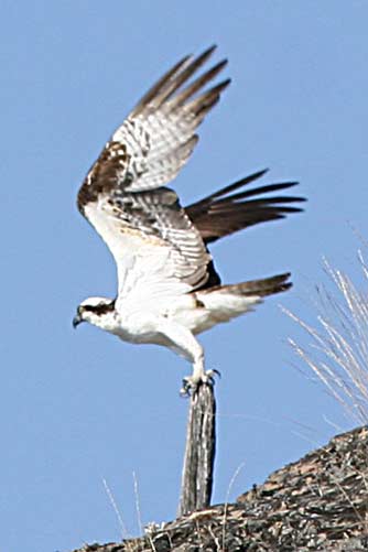 Osprey or Pandion haliaetus taking flight