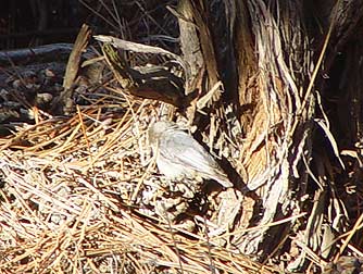Pygmy nuthatch probing around a bitterbrush underneat a ponderosa pine tree