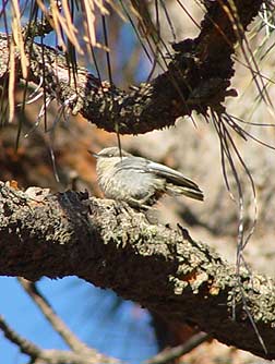 Picture of a pygmy nuthatch in a pine tree