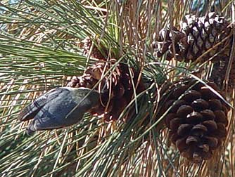 Picture ofa pygmy nuthatch extracting seeds from a pine cone