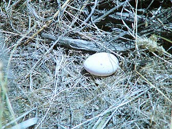 Picture of a quail egg