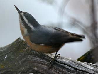 Picture of a red-breasted nuthatch or Sitta canadensis foraging in shrubby undergrowth