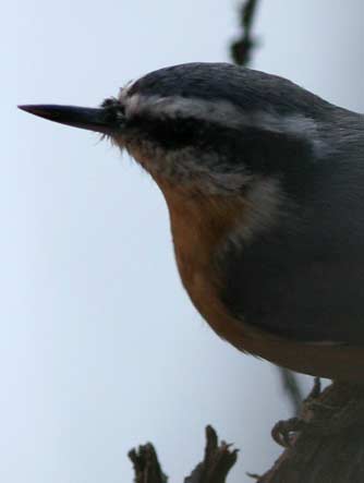 Picture of a red-breasted nuthatch or Sitta canadensis 
