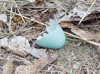 egg blue robin robins american color nest shell interior lulu wanderlust