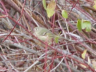 Picture of a ruby crowned kinglet