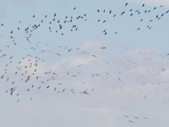 Enormous flock of sandhill cranes descending