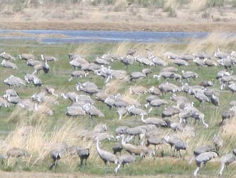 Picture of sandhill cranes or Grus canadensis in upper Crab Creek