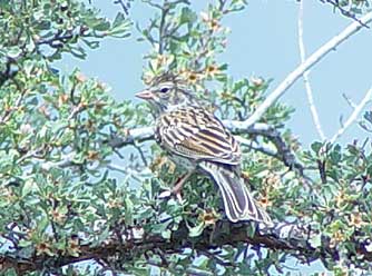 Savannah sparrow in bitterbrush