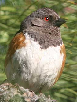 Bird picture of a spotted towhee with black head and red eyes