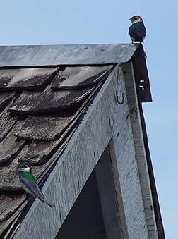 Picture of a nesting pair of violet green swallows