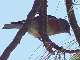Picture of a Western bluebird in a pine tree