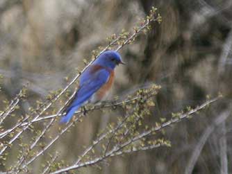 Picture of Western bluebird on bitterbrush