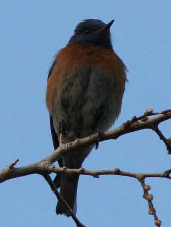Picture of a Western bluebird