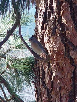 Picture of Western bluebird perched in a pine tree