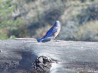 Picture of a Western bluebird showing color pattern