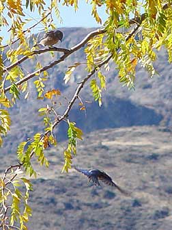 Picture of Western bluebirds perching and flying