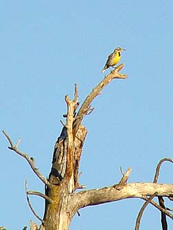 Picture of a Western meadowlark with bright yellow breast