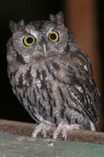 Western screeh owl
