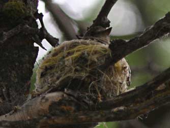 Western wood pewee in its nest