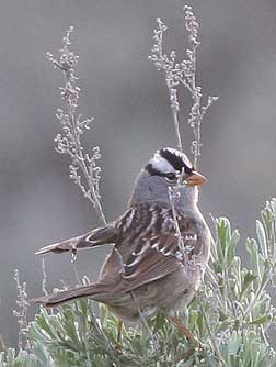 Picture of a white crowned sparrow or zonotrichia leucophrys at Twin Lakes, Washington