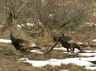 Picture of wild turkeys in winter