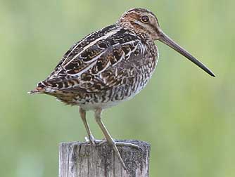 Picture of a Wilson's snipe