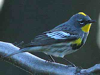 Yellow rumped warbler picture