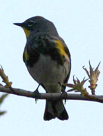 Picture of yellow-rumped warbler or Dendroica coronata