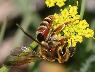 Eastern Washington bees