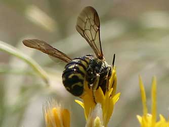 Picture of rabbitbrush with resin bee
