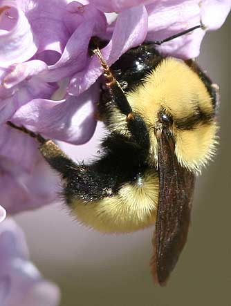 Bombus Bee