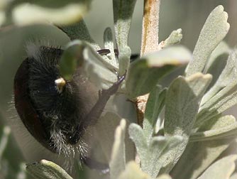 Photo of a fuzzy little bear beetle
