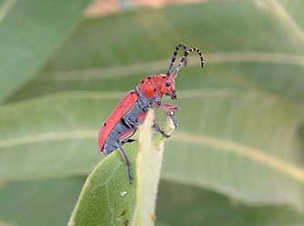 Red-femured milkweed borer or Tetraopes femoratus