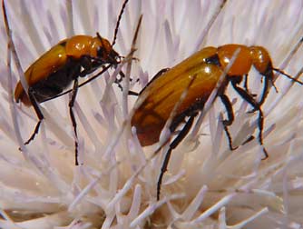 Nemognatha blister beetles
