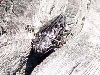 Picture of western sculptured pine borer beetle at Lake Roosevelt
