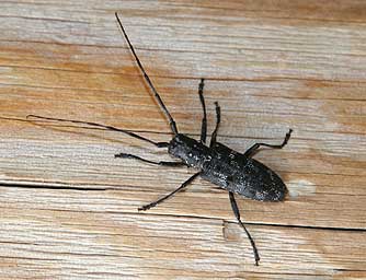 Picture of a spotted pine sawyer beetle or Monochamus maculosus