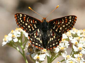 Anicia checkerspot butterfly pictures