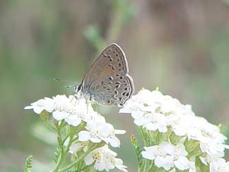 Picture of Behr's hairstreak butterfly