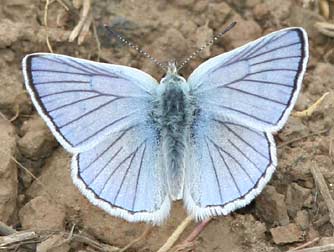 Picture of Blue Copper butterfly or Lycaena heteronea