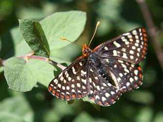 Chalcedona checkerspot butterfly picture or Euphydryas chalcedona