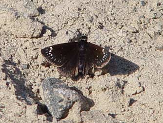 Picture of Common Sootywing butterfly - Pholisora catullus