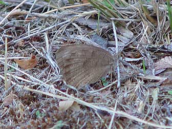 Picture Common Wood Nymph butterfly