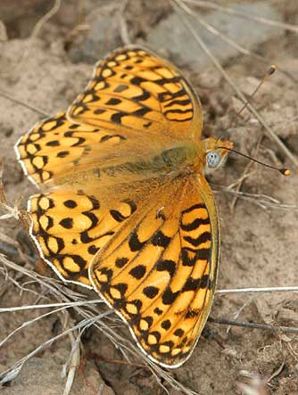 Coronis Fritillary Butterfly
