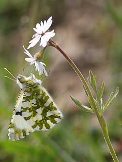 Prairie Star wildflower with desert marble butterfly