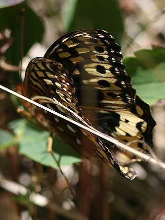 Great Spangled Fritillary Butterfly - Speyeria cybele