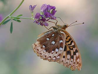 Male Great Spangled Fritillary butterfly picture - Speyeria cybele