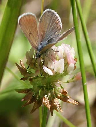 Greenish Blue female upper (dorsal) wing