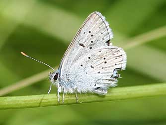 Male Greenish Blue Butterfly