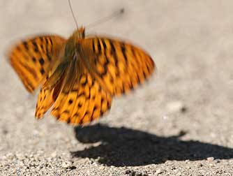 Picture of Hydaspe fritillary butterfly flying